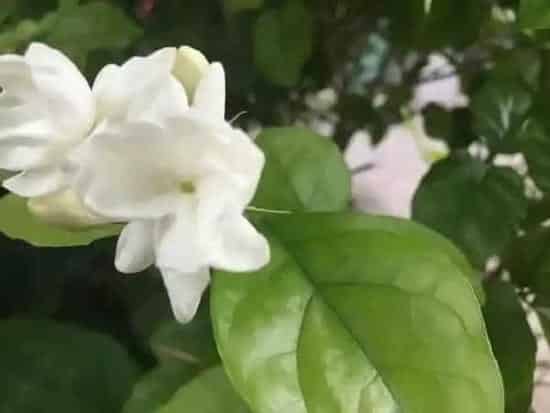 生长环境|茉莉花适合种在什么地方（茉莉花种植在哪里最好）