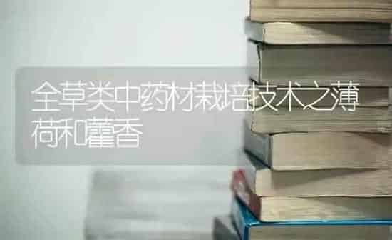 全草类中药材栽培技术之薄荷和藿香 | 药材种植