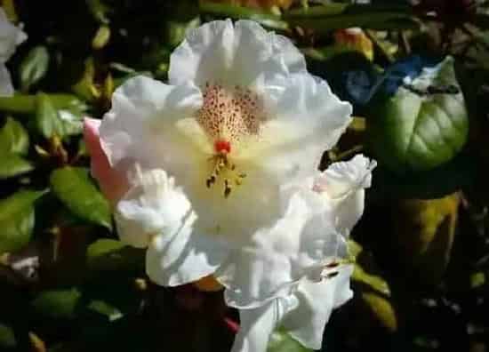 花朵|杜鹃花的特点
