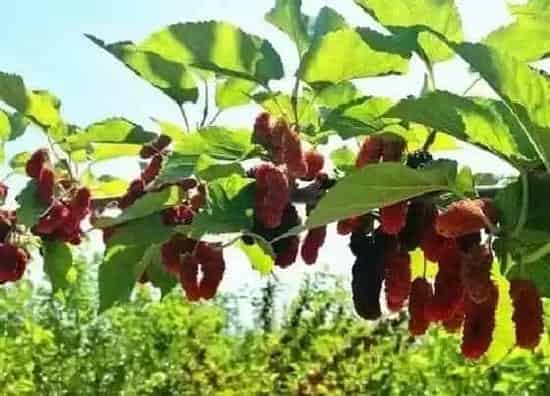 果实成熟|桑椹什么时候成熟上市