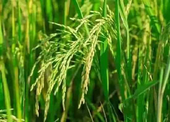 植物百科|水稻是单子叶植物还是双子叶植物（水稻属于什么植物类型）