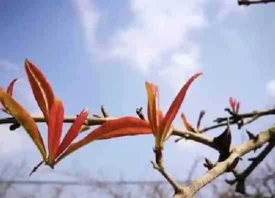植物发芽|石榴树什么时候发芽长叶