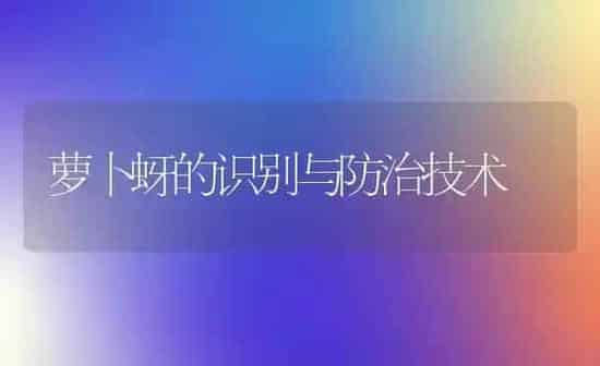 萝卜蚜的识别与防治技术 | 蔬菜种植
