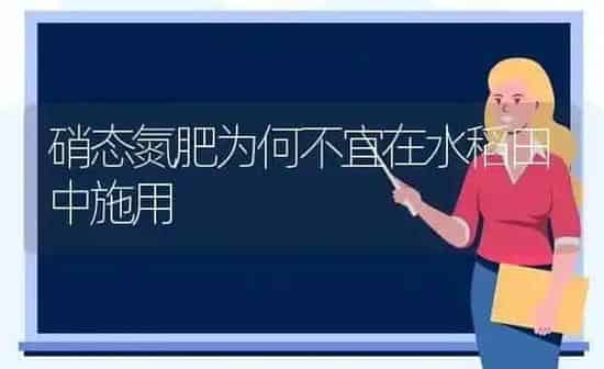 硝态氮肥为何不宜在水稻田中施用 | 粮油作物种植