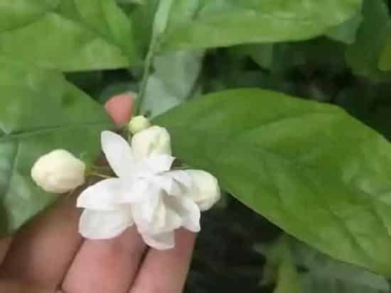 生长环境|茉莉花适合种在什么地方（茉莉花种植在哪里最好）