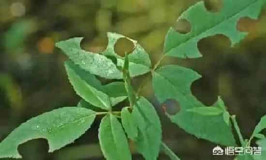 养殖科普|被叶蜂咬过的月季枝干怎么办（月季茎蜂叮过枝条要剪掉吗）