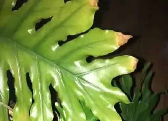 叶子发黄|春羽叶子发黄怎么办