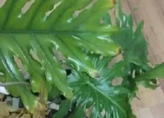 叶子发黄|春羽叶子发黄怎么办