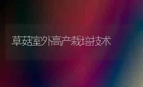 草菇室外高产栽培技术 | 食用菌种植