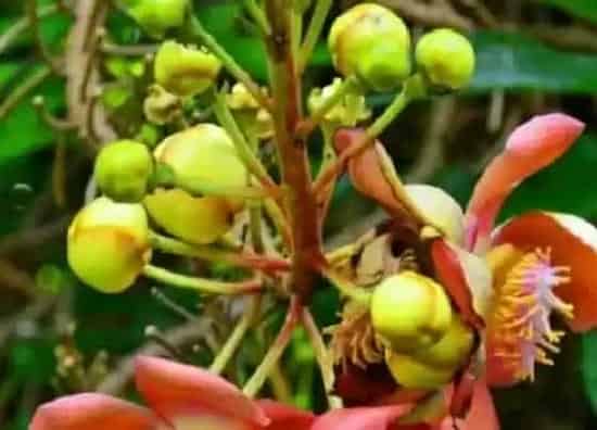 种植管理|菩提树几年结果实
