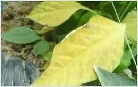 辣椒缺氮有什么危害？怎样防治？ | 植物病害