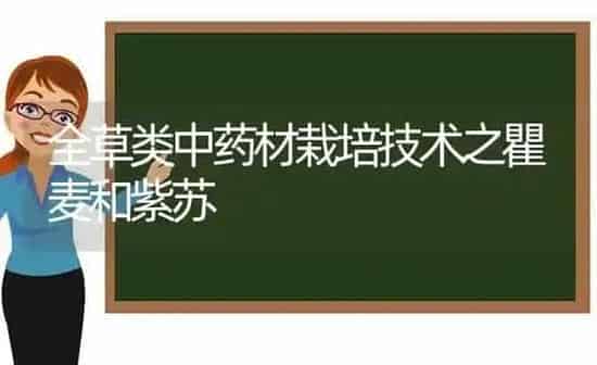 全草类中药材栽培技术之瞿麦和紫苏 | 药材种植