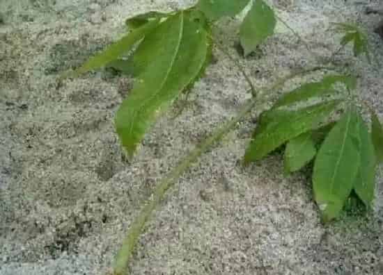 植物扦插|琴叶榕可以扦插吗