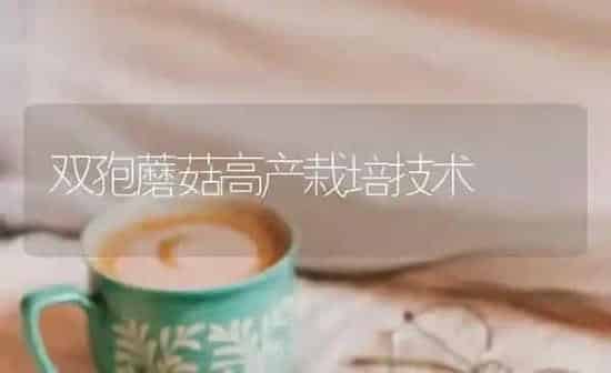 双孢蘑菇高产栽培技术 | 食用菌种植