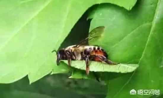 养殖科普|被叶蜂咬过的月季枝干怎么办（月季茎蜂叮过枝条要剪掉吗）