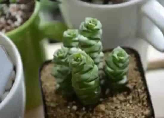 植物繁殖|星乙女怎么繁殖方法和注意事项