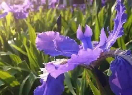 养殖方法|鸢尾花怎么养才开花