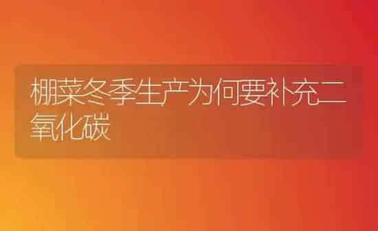 棚菜冬季生产为何要补充二氧化碳 | 蔬菜种植