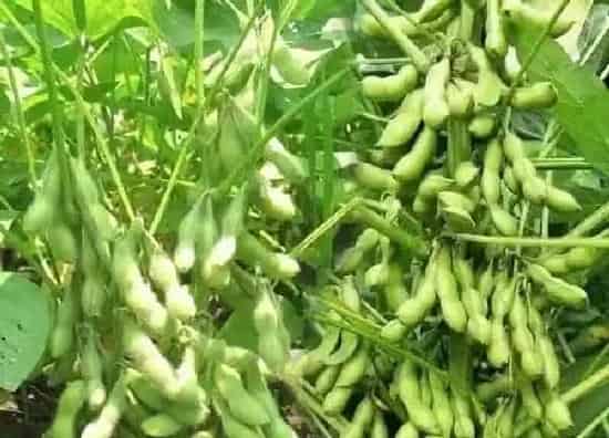 养殖科普|大豆喜阴还是喜阳