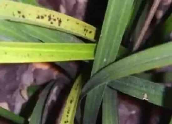 植物虫害|兰花病虫害防治方法与技术措施