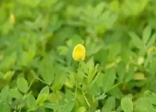 植物播种|春花生什么时候播种最合适