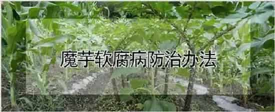 魔芋软腐病防治办法 | 自然知识
