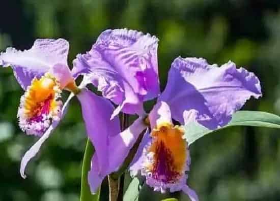 种植管理|鸢尾花什么季节种植好