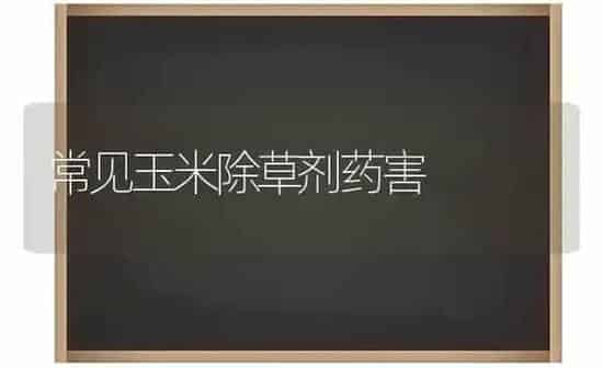 常见玉米除草剂药害 | 粮油作物种植