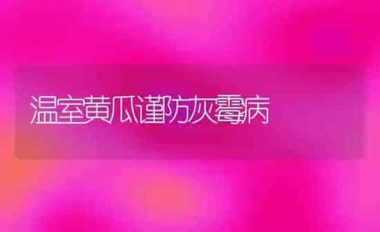 温室黄瓜谨防灰霉病 | 蔬菜种植