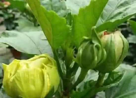 卷叶|扶桑花叶子卷曲原因及补救处理方法