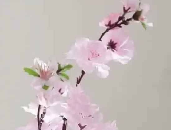 植物百科|樱花和樱桃花一样吗 是同一种东西吗[区别]