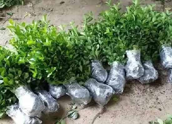 植物移栽|黄杨树什么时候移栽好