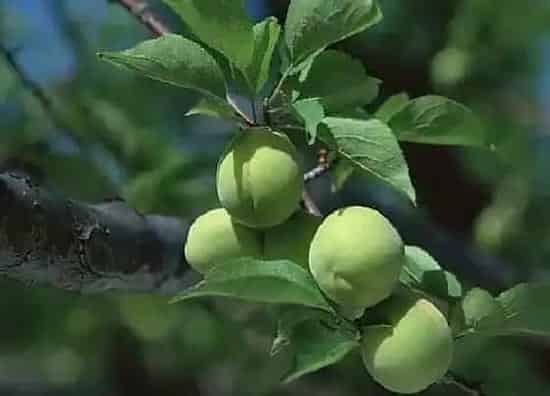 果实成熟|杏梅什么季节成熟上市