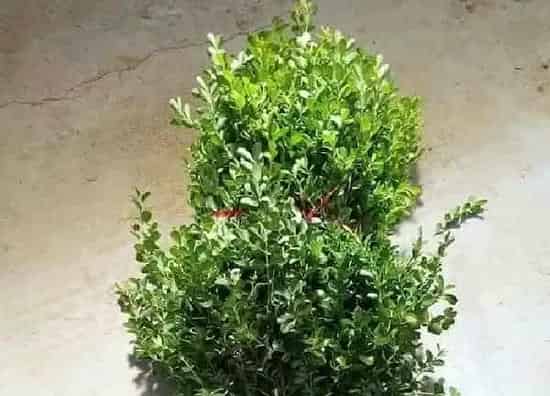 植物移栽|黄杨树什么时候移栽好