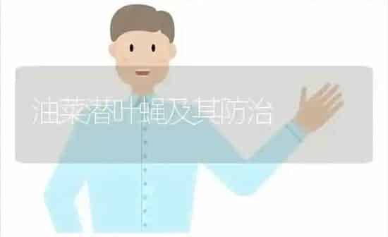 油菜潜叶蝇及其防治 | 粮油作物种植