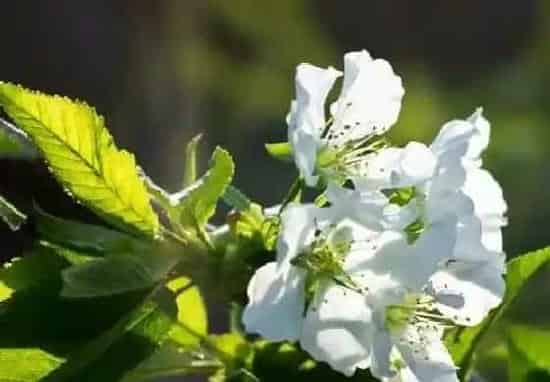 植物百科|樱花和樱桃花一样吗 是同一种东西吗[区别]