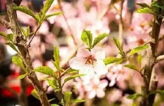 植物百科|樱花和樱桃花一样吗 是同一种东西吗[区别]
