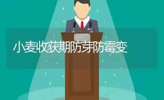 小麦收获期防芽防霉变 | 粮油作物种植