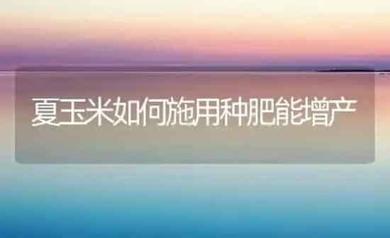 夏玉米如何施用种肥能增产 | 粮油作物种植