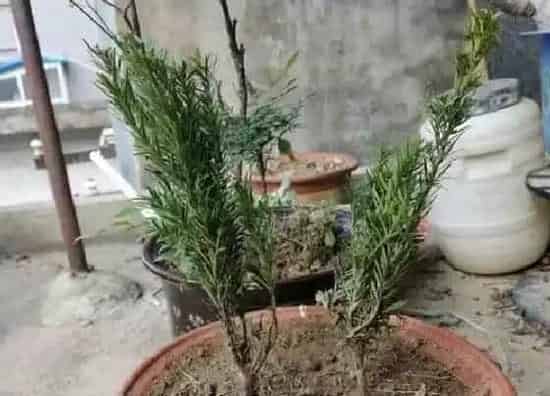 植物施肥|红豆杉施什么肥最好