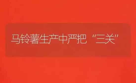 马铃薯生产中严把“三关” | 粮油作物种植