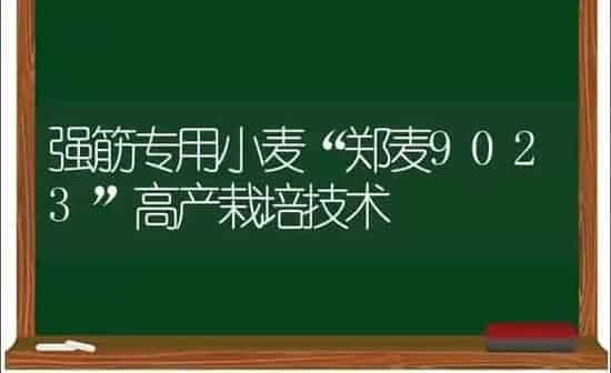 强筋专用小麦“郑麦9023”高产栽培技术 | 粮油作物种植