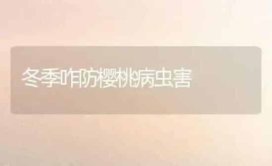 冬季咋防樱桃病虫害 | 种植病虫害防治