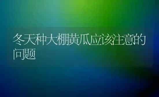 冬天种大棚黄瓜应该注意的问题 | 蔬菜种植