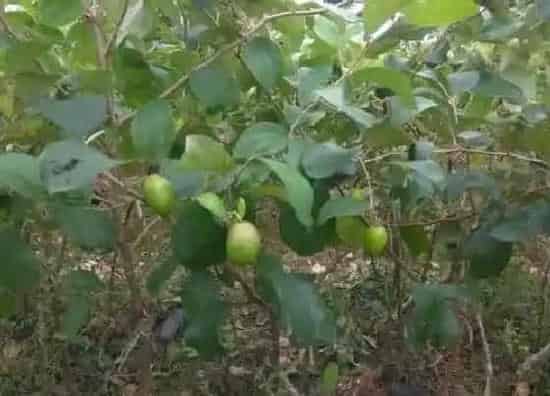 种植方法|大青枣套种什么好