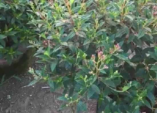 植物浇水|巴西野牡丹怎么浇水方法