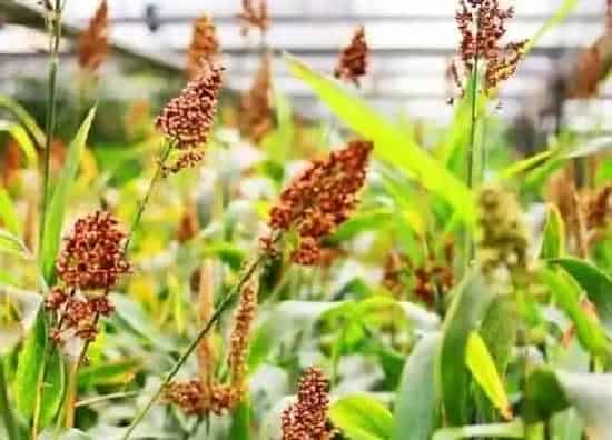 植物播种|北方高粱什么时候播种合适