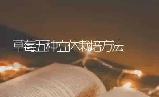 草莓五种立体栽培方法 | 瓜果种植