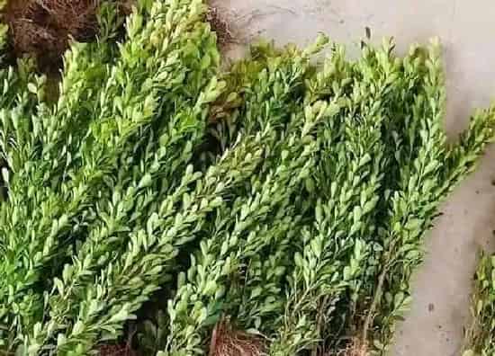 植物移栽|黄杨树什么时候移栽好