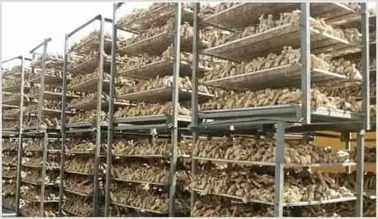 生姜怎么种植最好？纯干货分享给您！ | 耕种资料